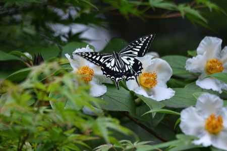初夏の花めぐり