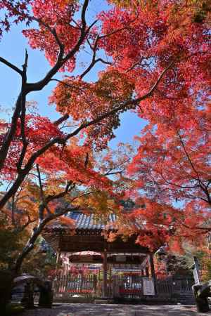 染まる矢田の宮