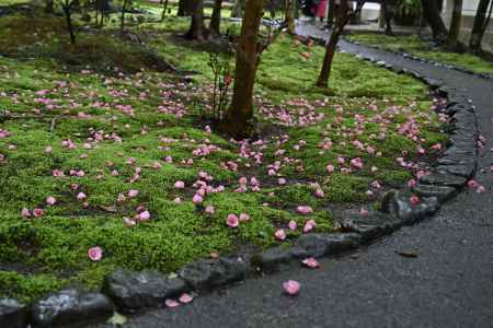 谷の御所、春便り