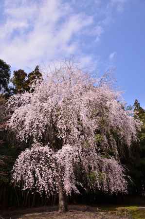 醍醐の桜日和