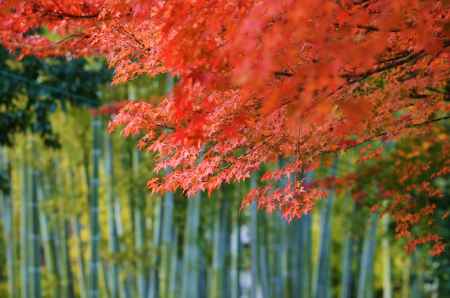 竹林と紅葉