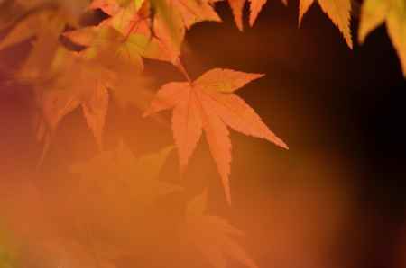 橙もみじ