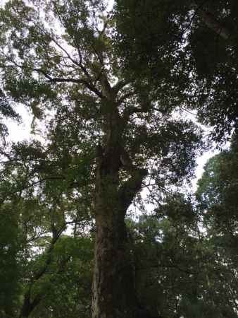 石上神宮2 2016.05.15