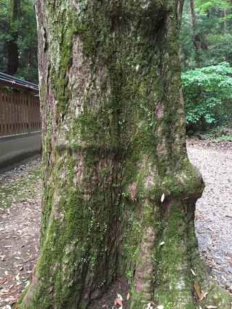 石上神宮3 2016.05.15