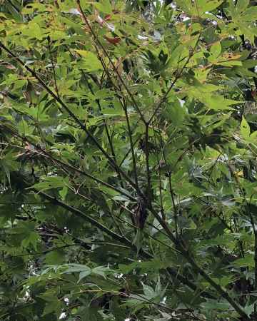 2018.09.09水度神社-b