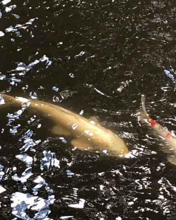 石上神宮20181002-a