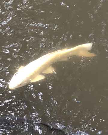 石上神宮20181002-c