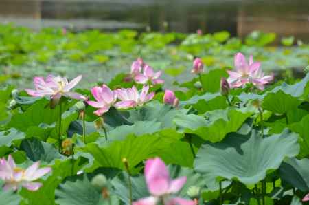 嵯峨野大覚寺　大沢池　蓮（060807d)