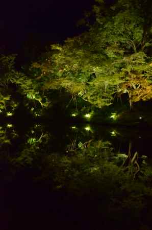 高台寺 夜間ライトアップ　臥龍池(060807a)