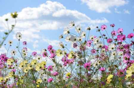 亀岡　夢コスモス園(151025d)