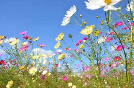 亀岡　夢コスモス園(151025e)