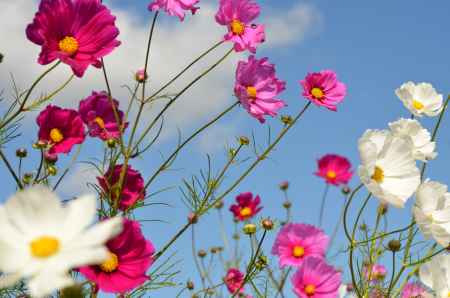 亀岡　夢コスモス園(151025f)
