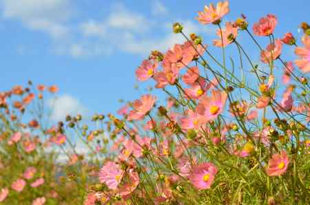 亀岡　夢コスモス園(151025h)