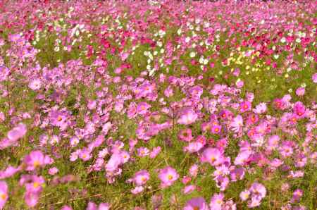 亀岡　夢コスモス園(151025i)