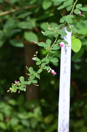 梨木神社　萩まつり(160917c)