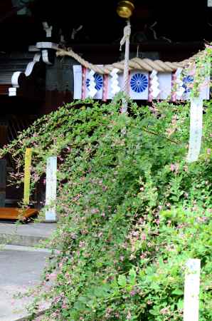 梨木神社　萩まつり(160917d)