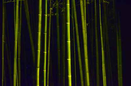 嵐山花灯路2016 ライトアップ　竹林 (20161218a)