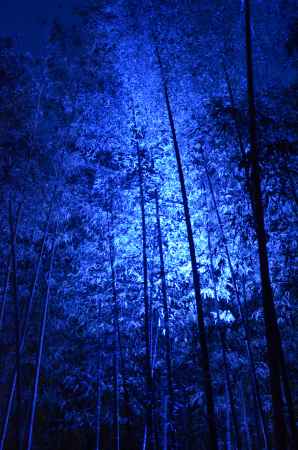 嵐山花灯路2016 ライトアップ　竹林 (20161218c)