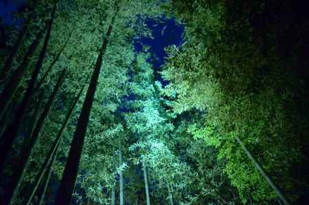 嵐山花灯路2016 ライトアップ　竹林 (20161218d)