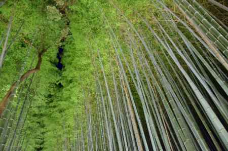 嵐山花灯路2016 ライトアップ　竹林 (20161218g)