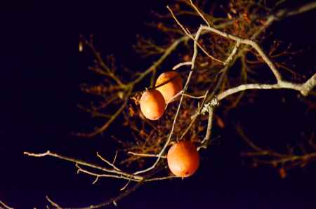 嵐山花灯路2016 ライトアップ　落柿舎の柿 (20161218h)