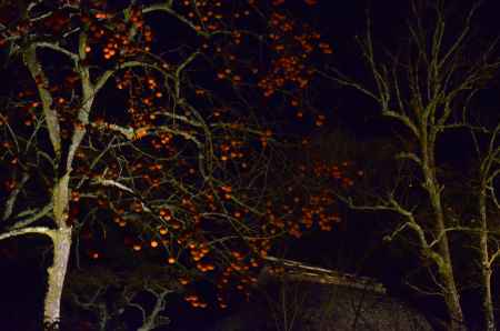 嵐山花灯路2016 ライトアップ　落柿舎 (20161218i)