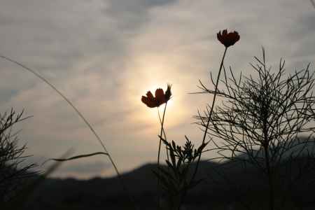 秋桜シルエット