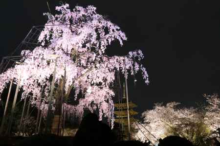 さくら×五重の塔