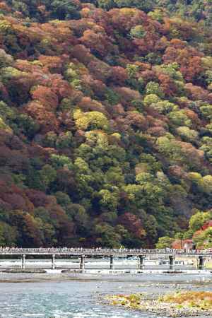 イロドリ紅葉弁当