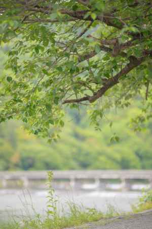 渡月橋がある景色