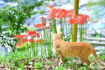 彼岸花と街並み