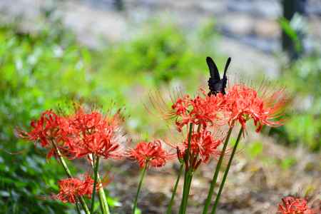 彼岸花と黒