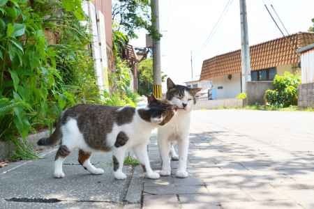 すきすきねこ、いやいやねこ