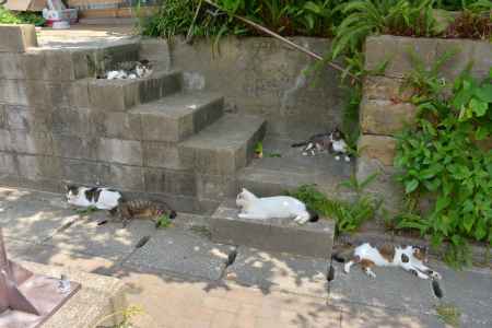 足のふみばもにゃい