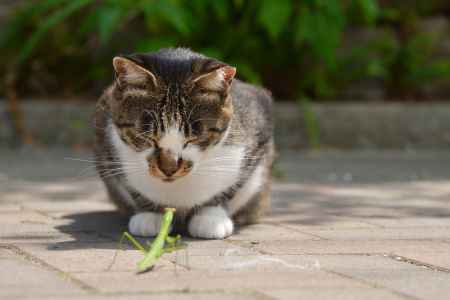 かまきりさんおはよう