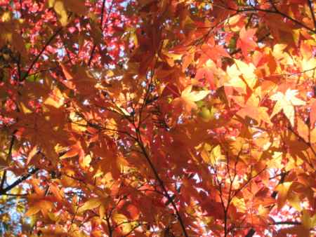 紅葉