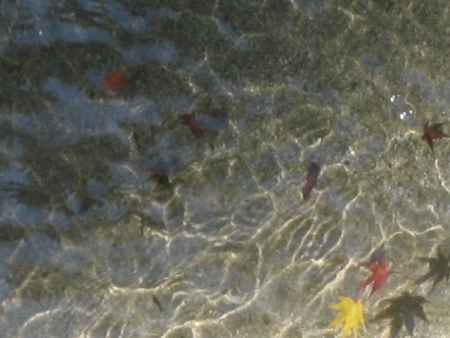 水面に揺れるもみじ