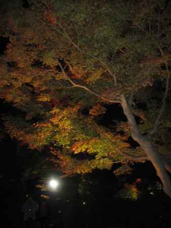 高台寺のライトアップ