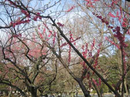 京都御苑　梅の木々