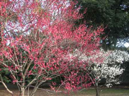 紅色の梅の花