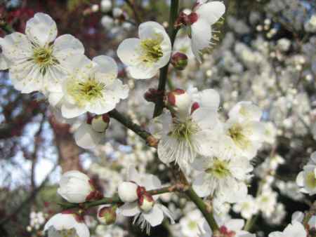 京都御苑の白梅