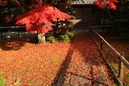 源光庵の敷き紅葉