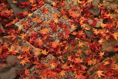 敷き石を埋め尽くすほどの紅葉