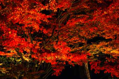 平等院夜間特別拝観2