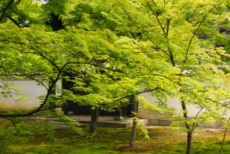 美しい青もみじ