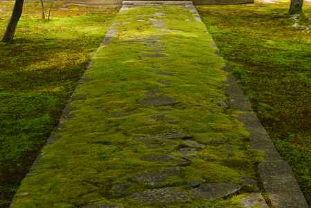 苔の道