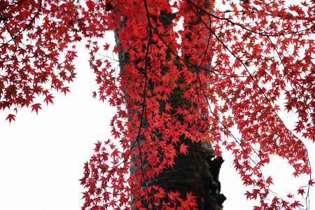 紅葉したモミジ　紅葉