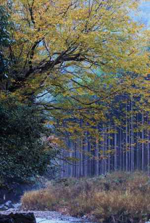 杉林Ⅱ＠清滝川