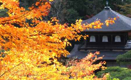 光葉Ⅱ＠東山慈照寺観音堂