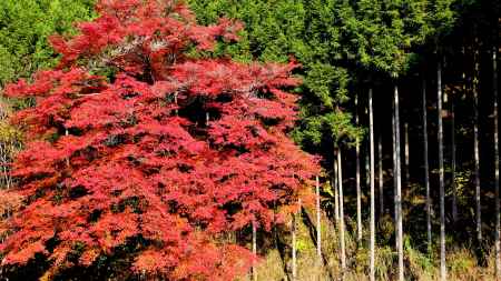 高山寺紅葉2013⑨